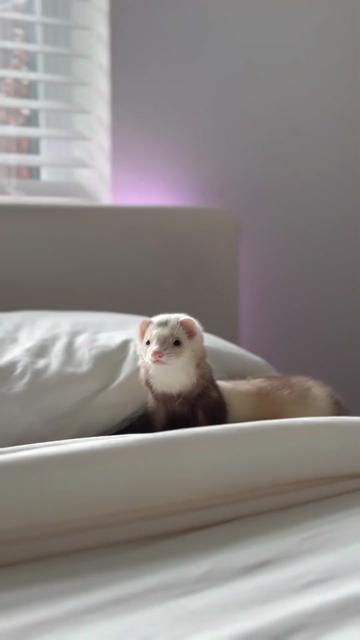 @Little star ferrets