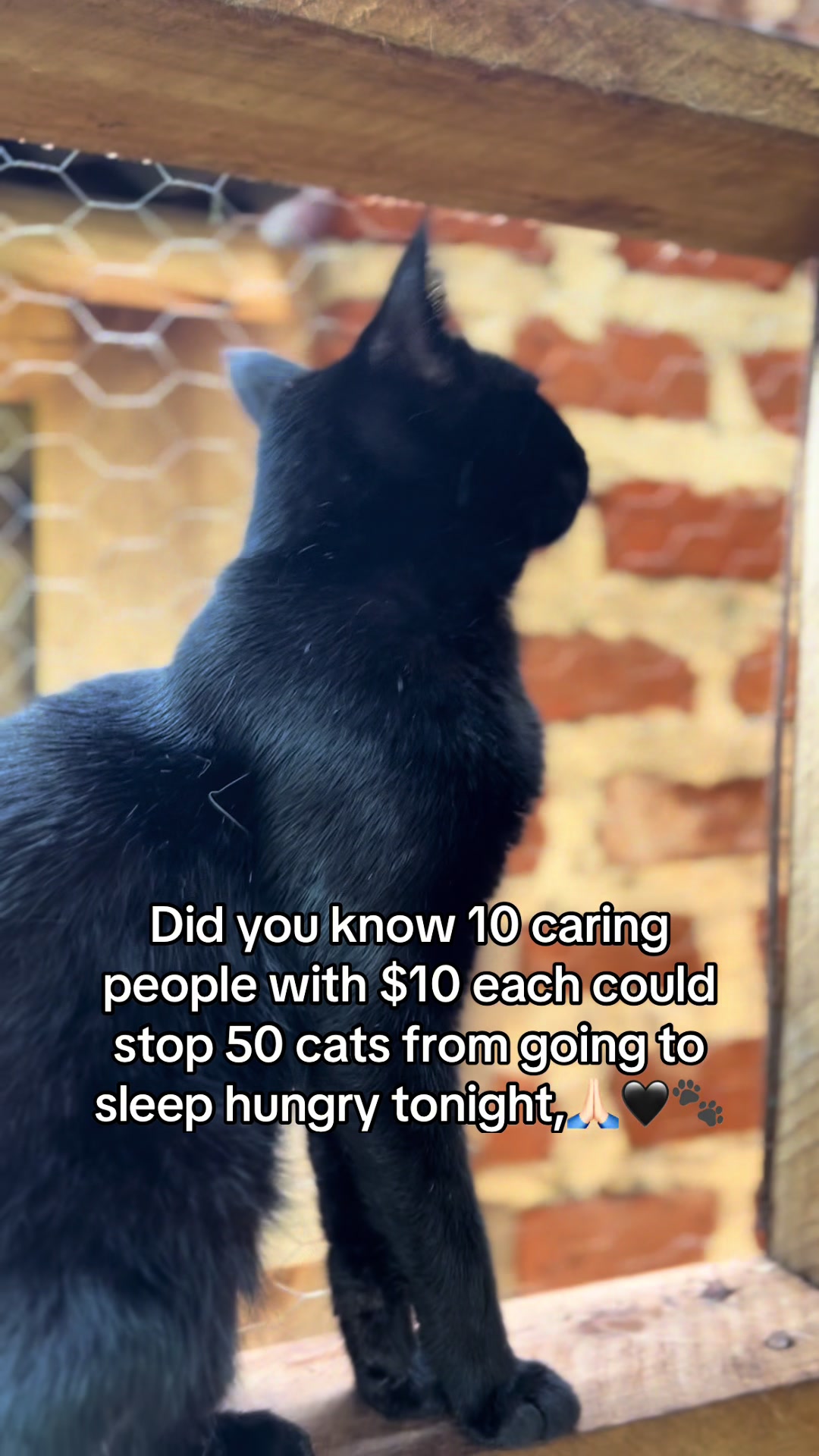 @Dad for all cats and dogs 🐶🐱