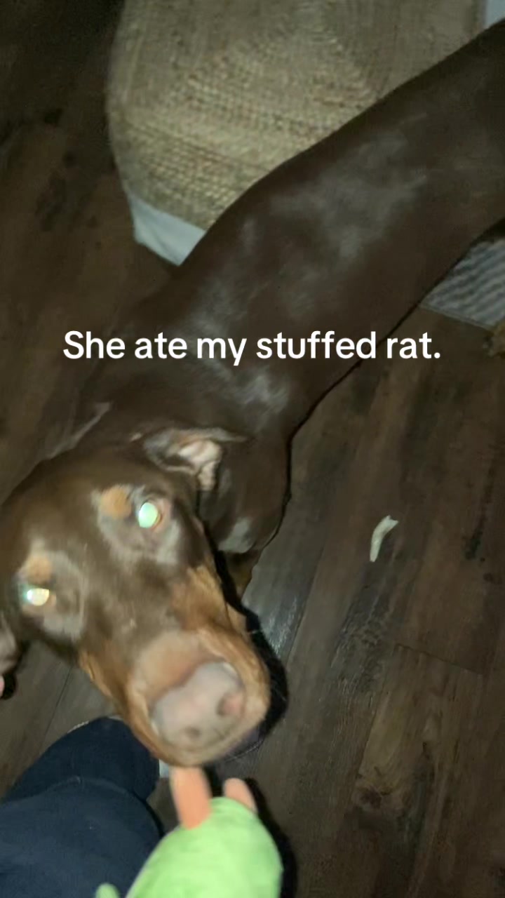 @🦓🦓🦎🦓🦓