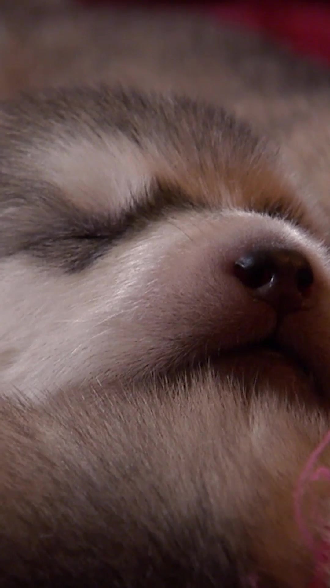 @Animal Planet