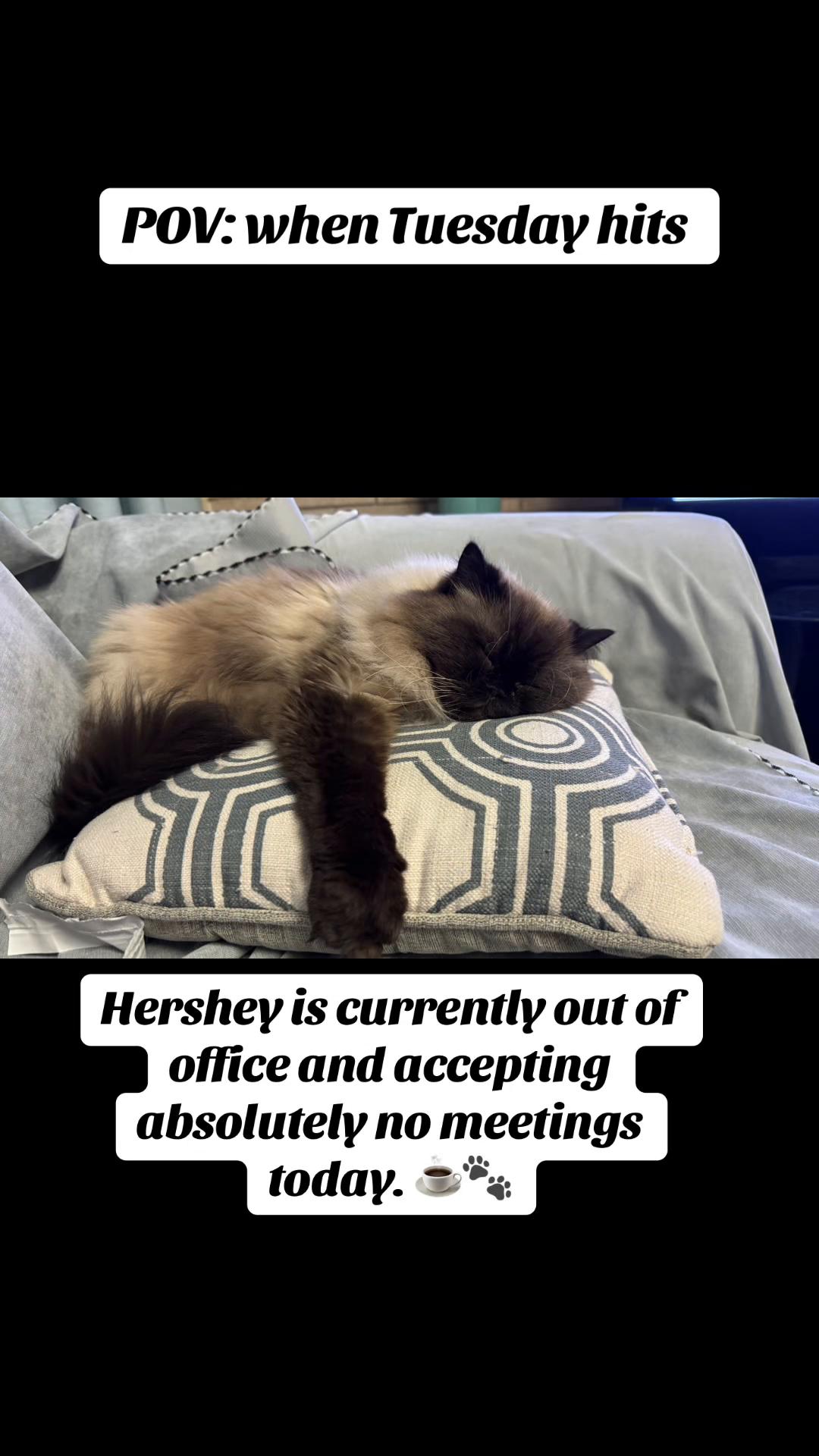@Drew crazy cat guy