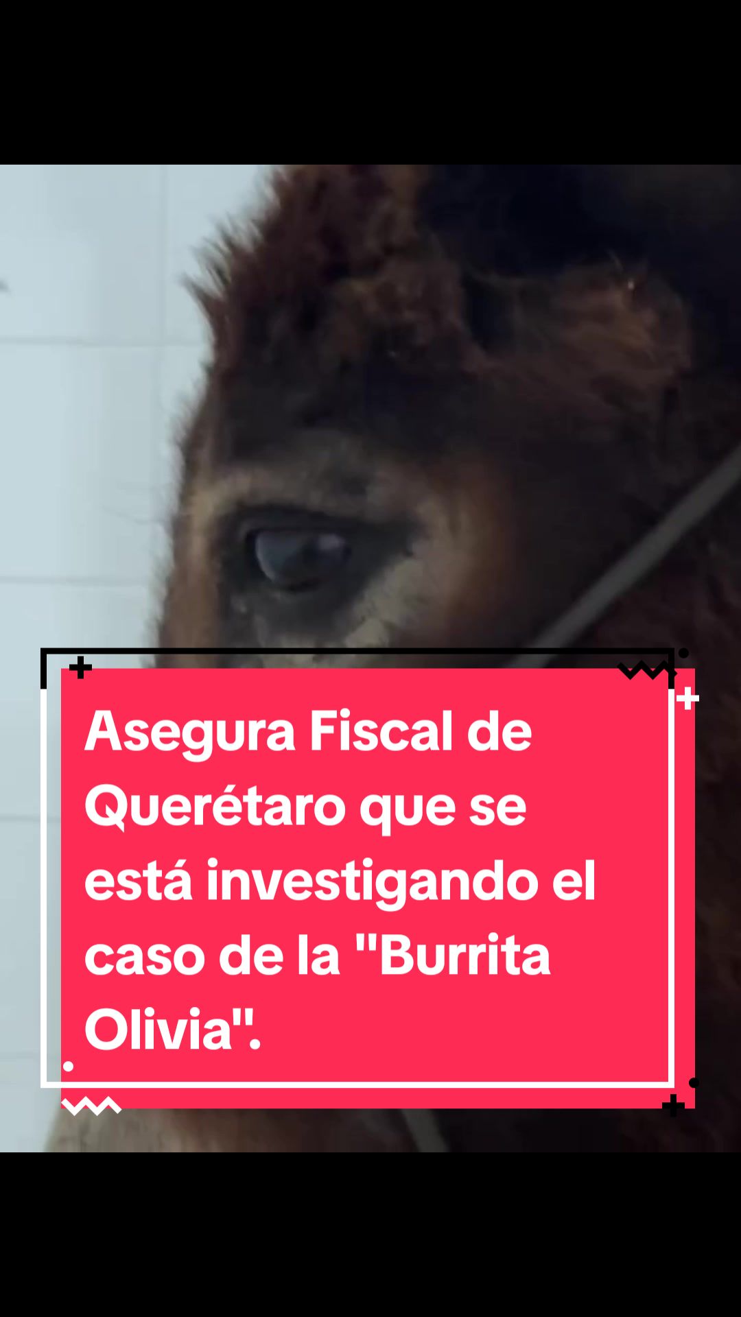 @informequeretano