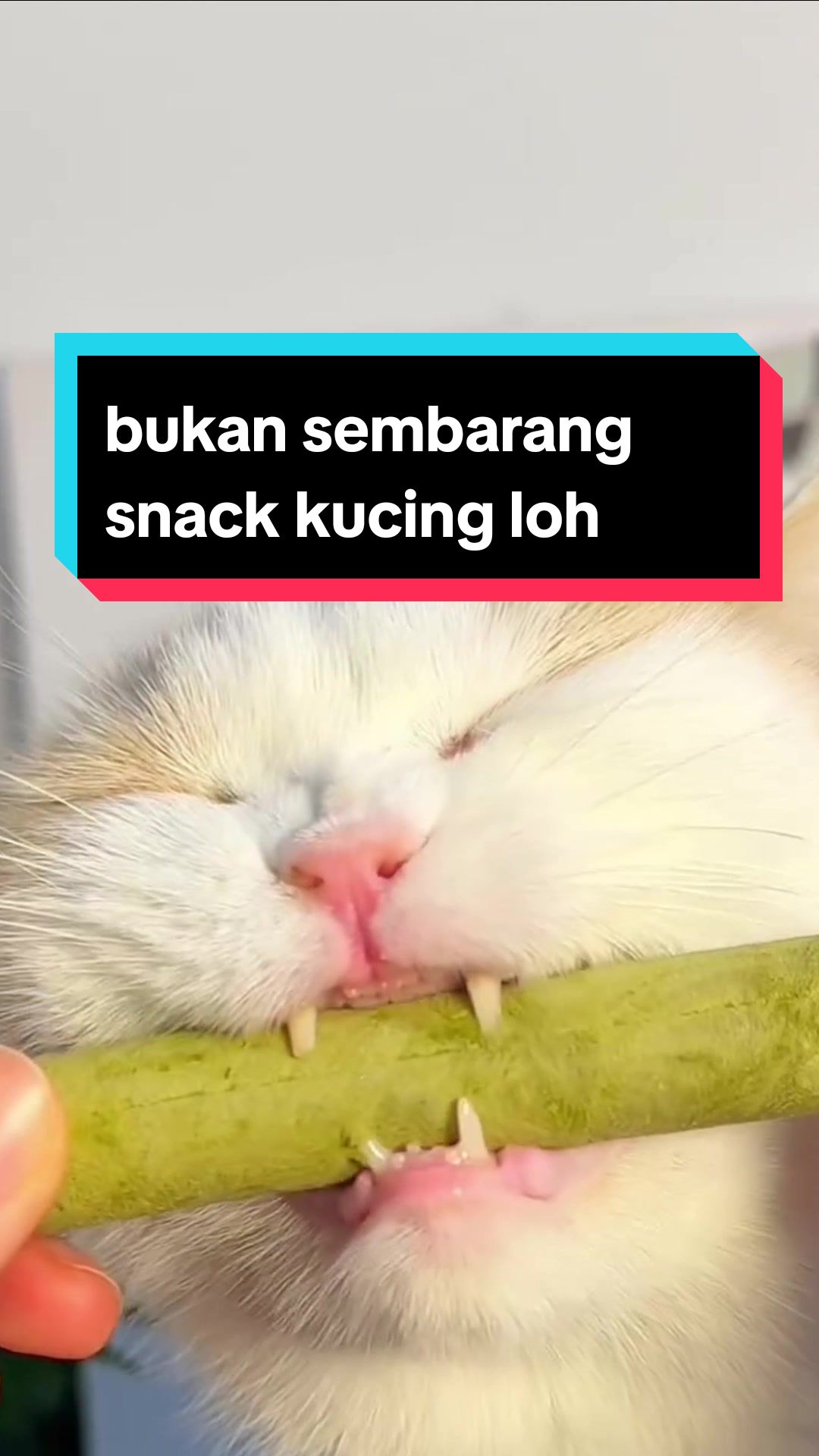 @dunia kucing