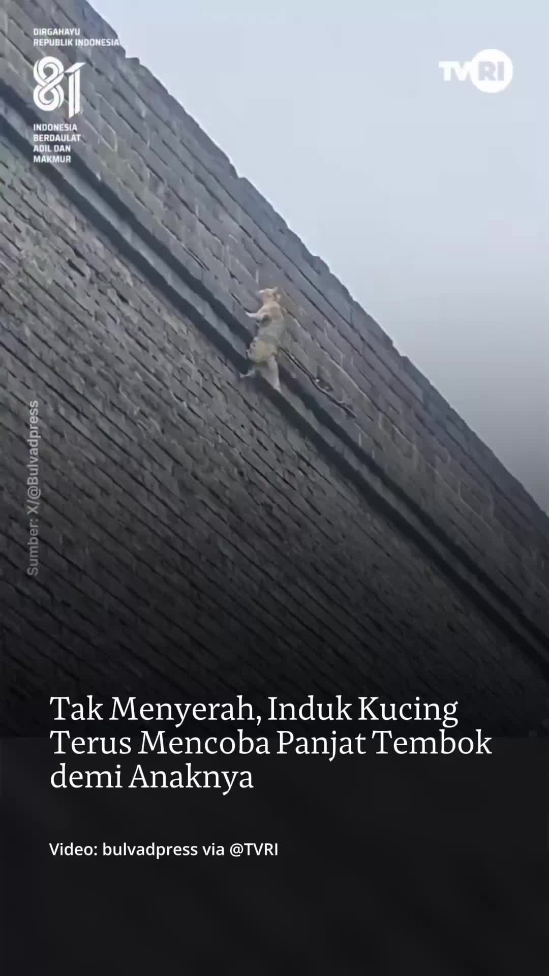 @mongabayindonesia