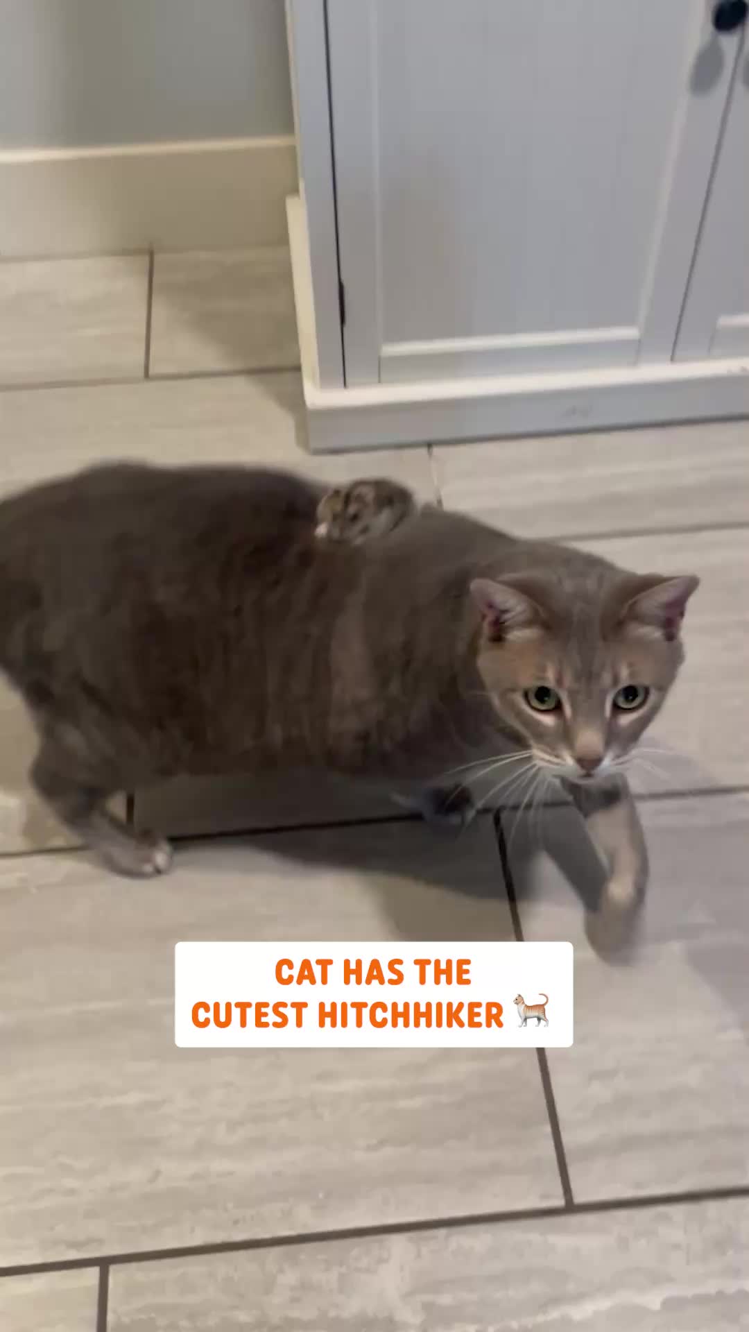 @Pawsome Pets