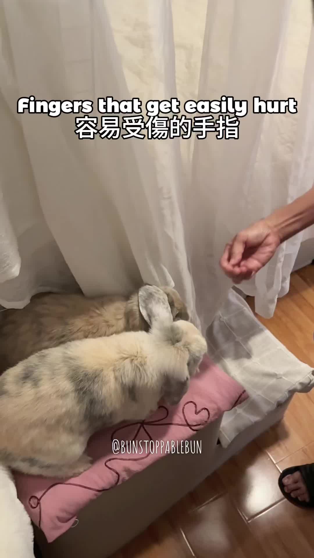 @BunBun, Mochi🌈, Chewy