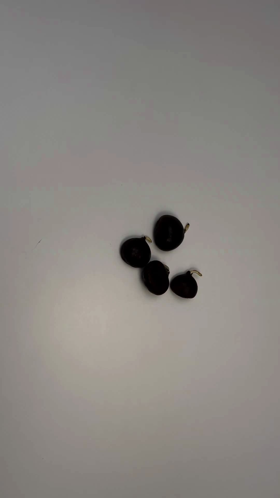 @Plant House & Garden
