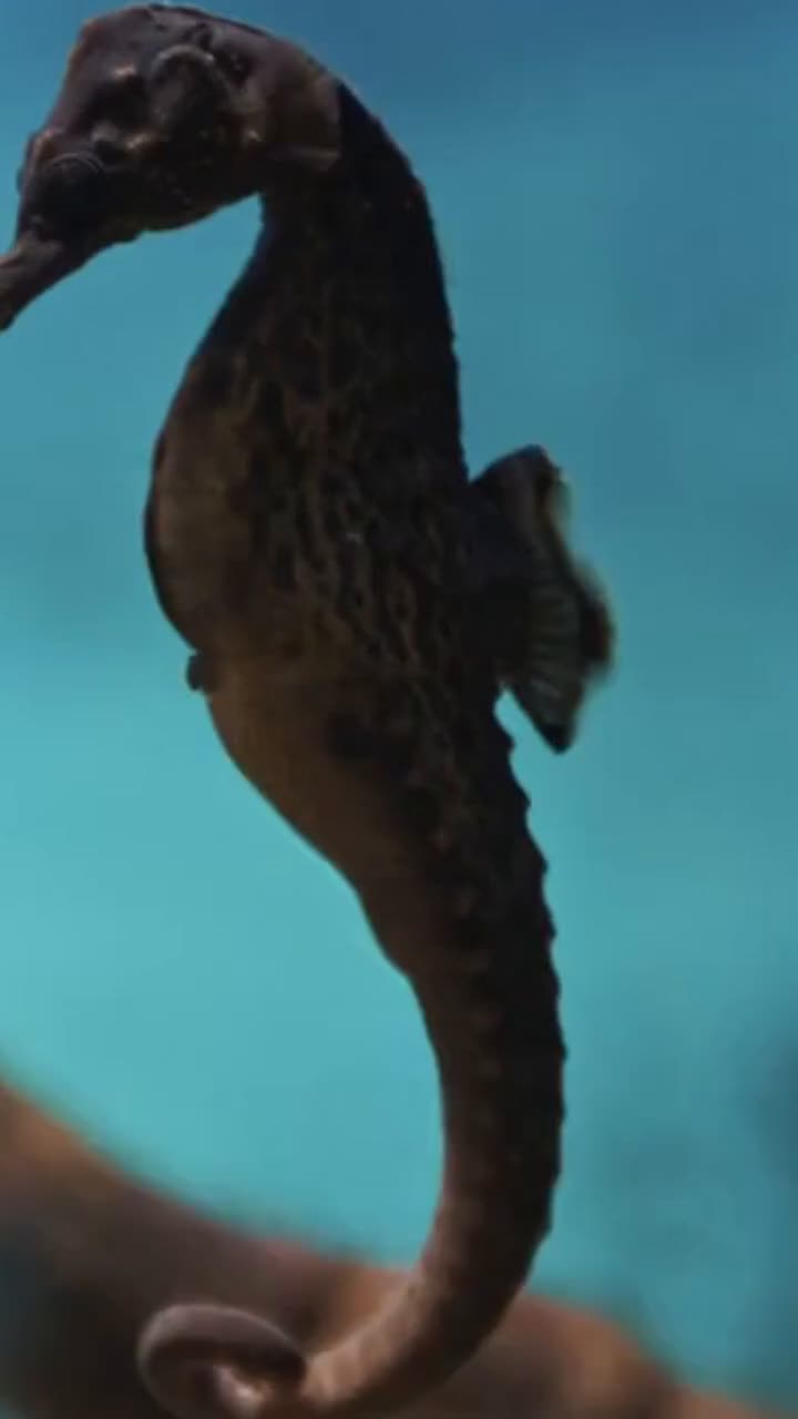 @S&uuml;&szlig;e Tiere
