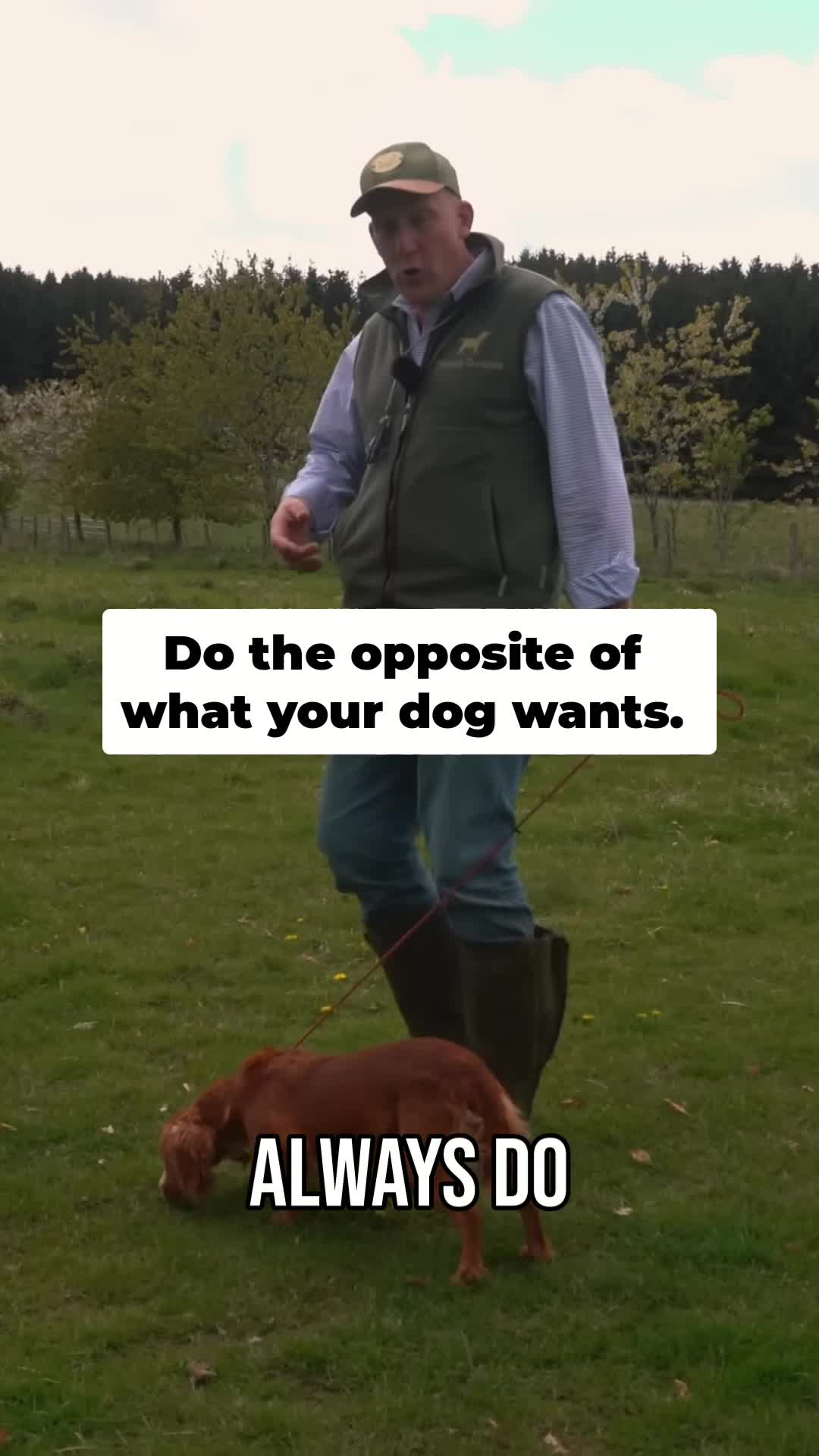 @Mordor Gundogs