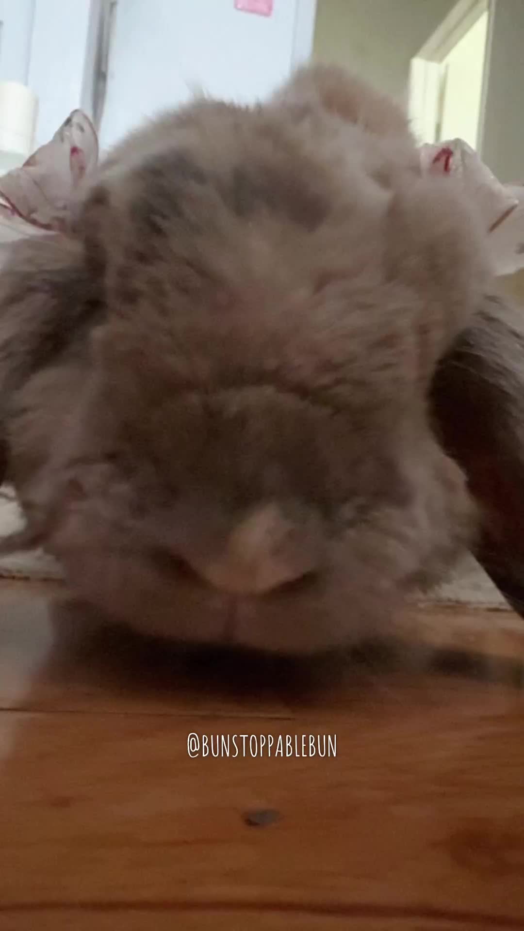 @BunBun, Mochi🌈, Chewy