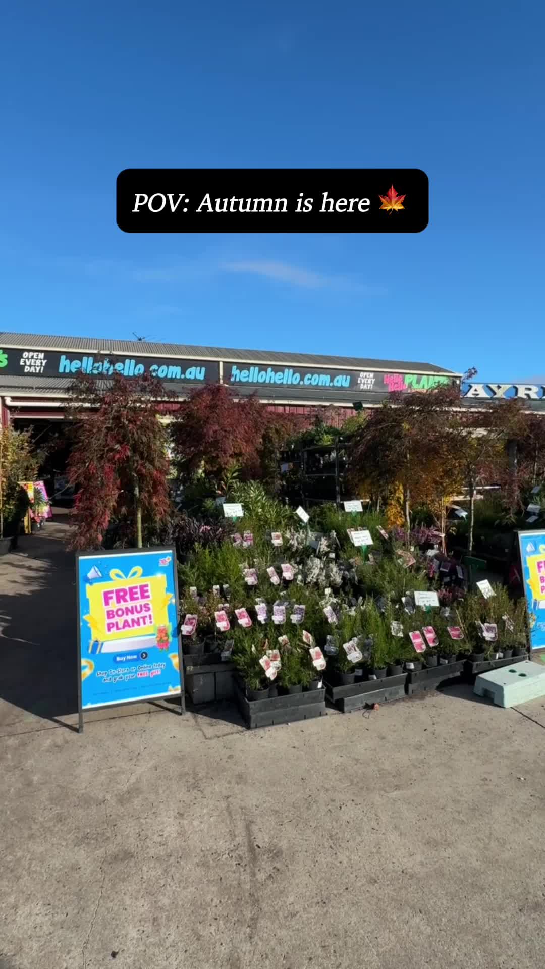 @Hello Hello Plants Nursery