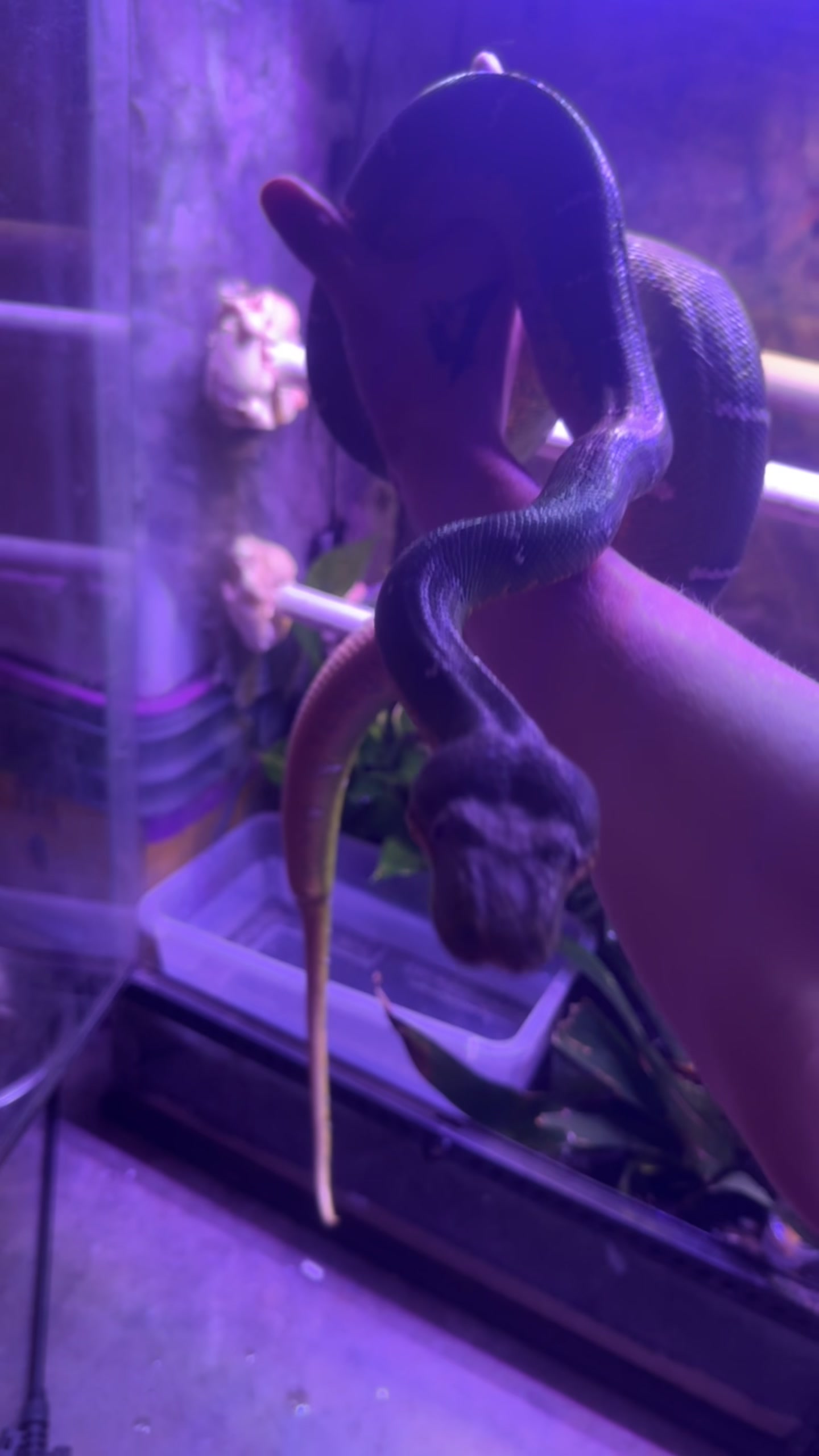 @A&L Reptiles