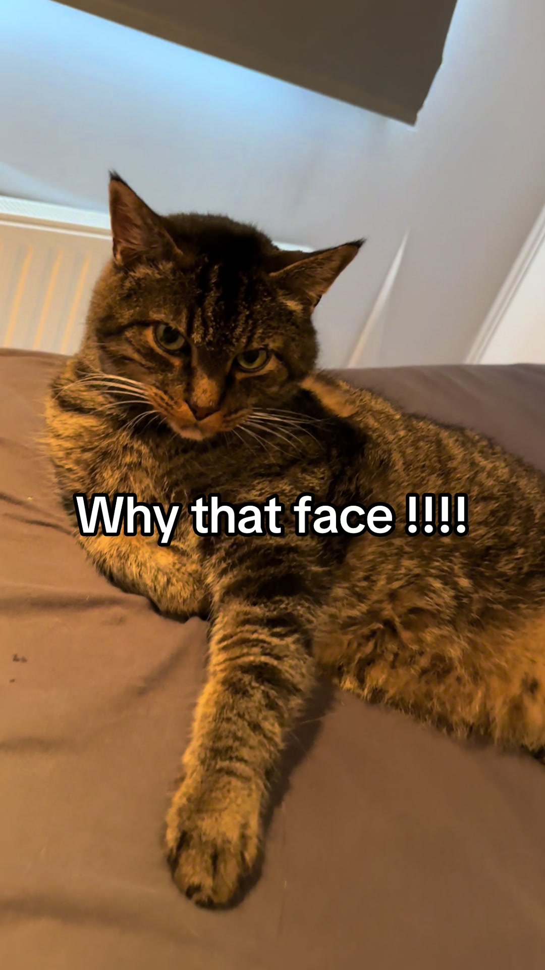 @Joep_the_ rescuecat