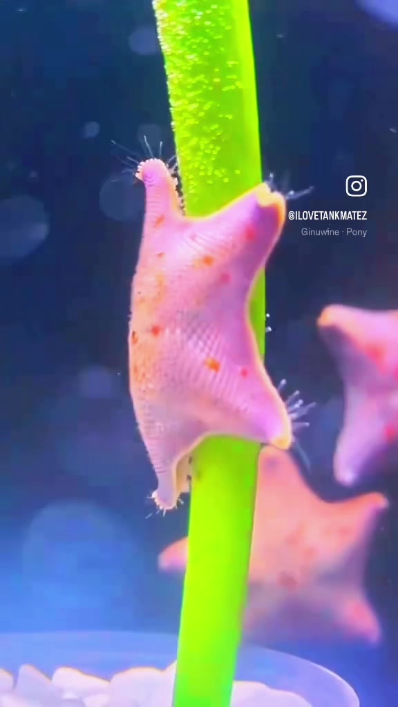 @Tankmatez.com USA