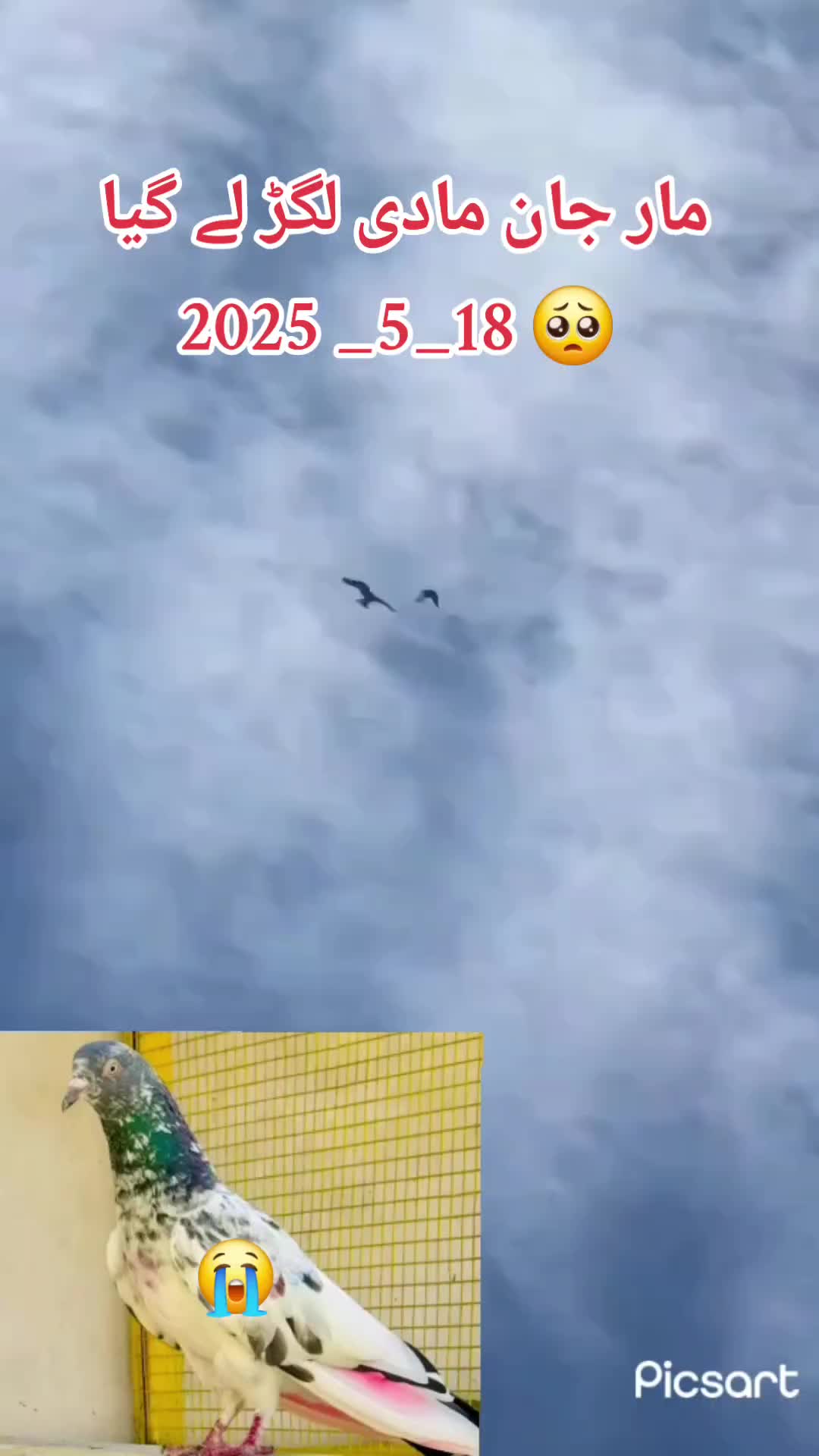 @🕊️ ملک دانیال 4❤️