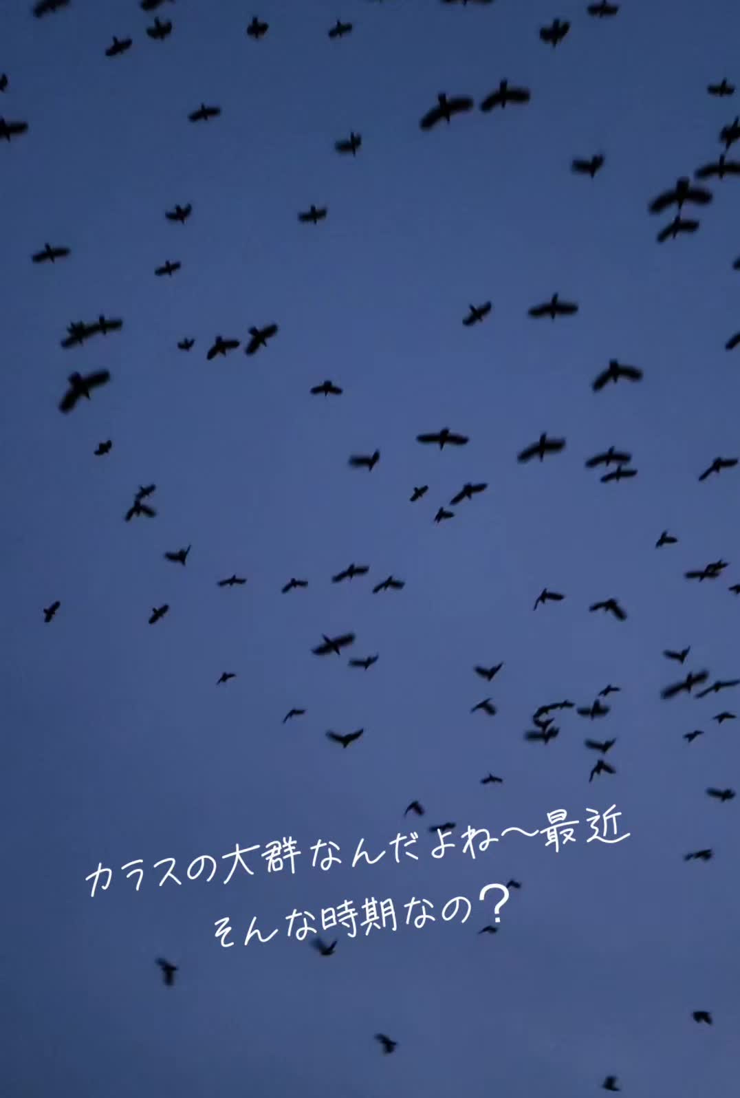 @🧶Ayaka. . .991