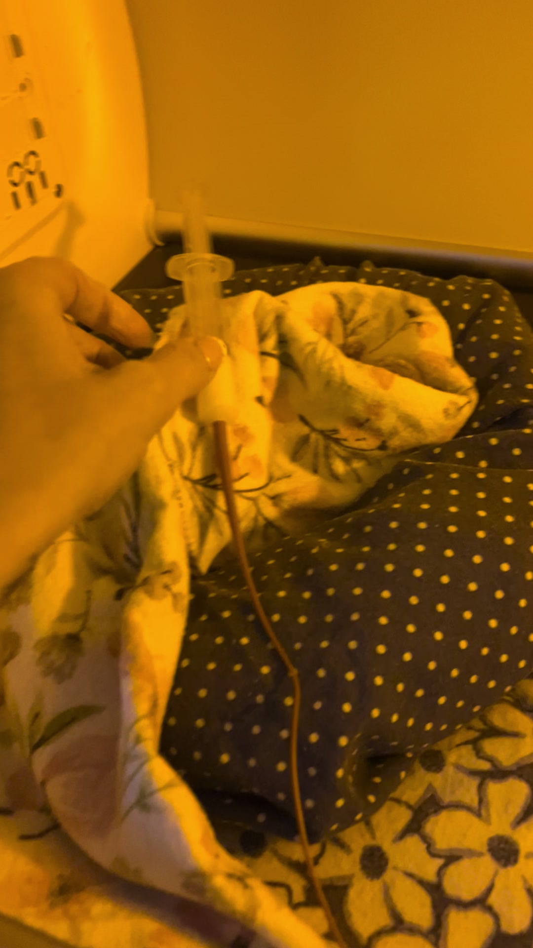 @Kitten.mama