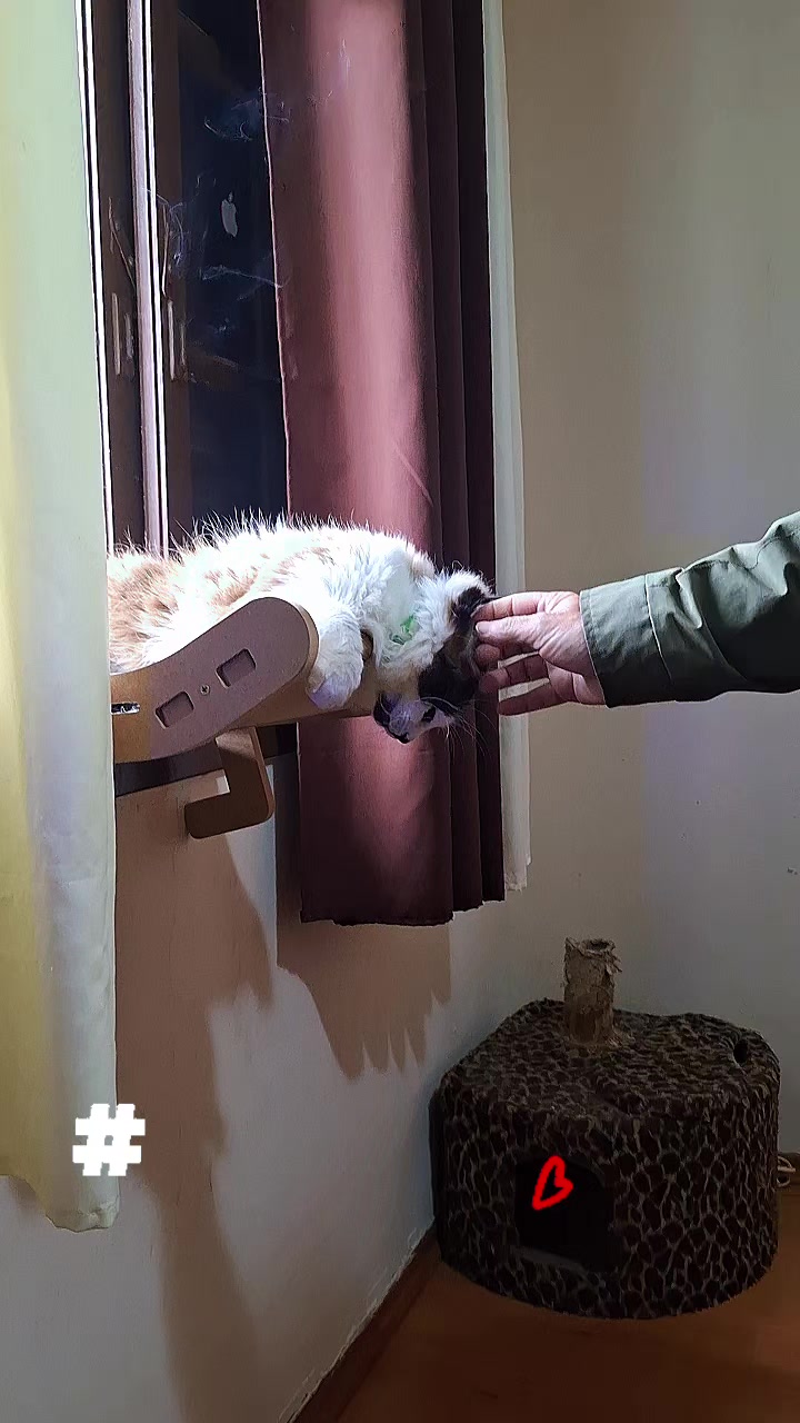 @MagdAmAnimais😾🐶🕊🐅🐍🐢🦜