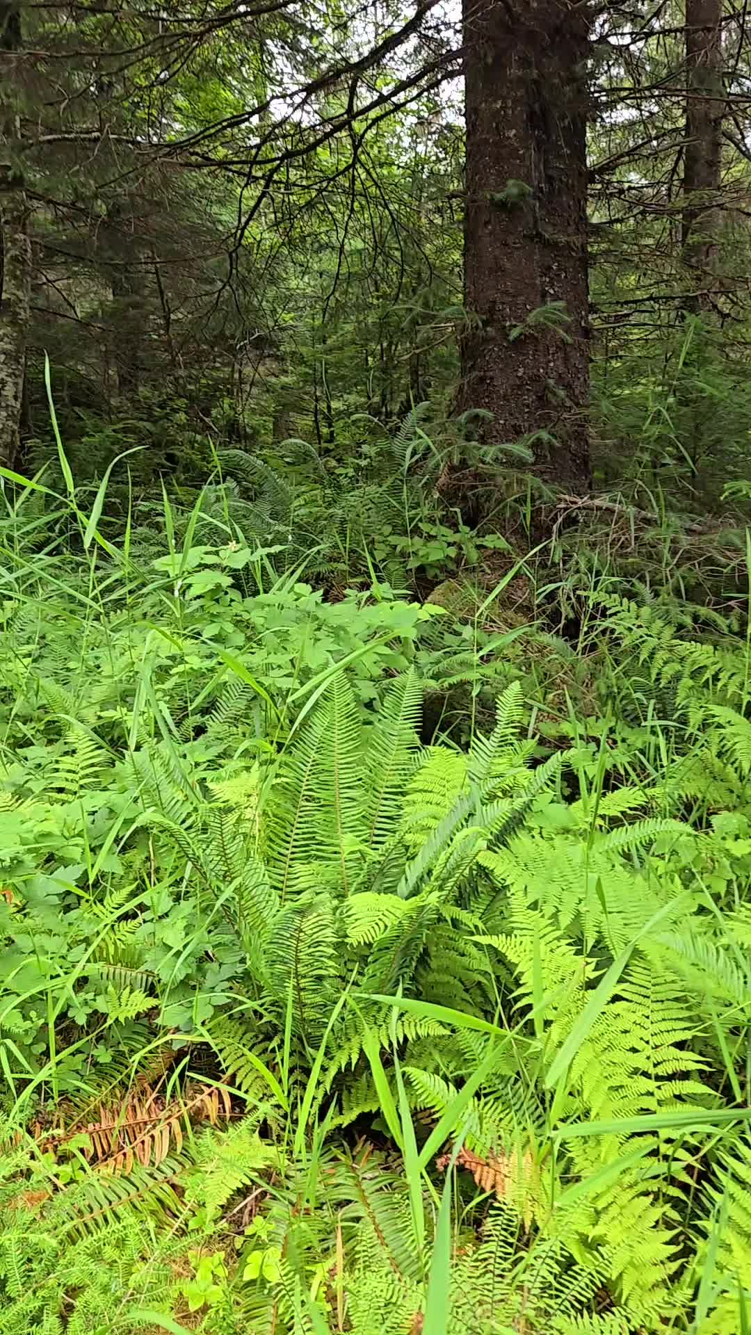 @Alaska's jim stone living wild