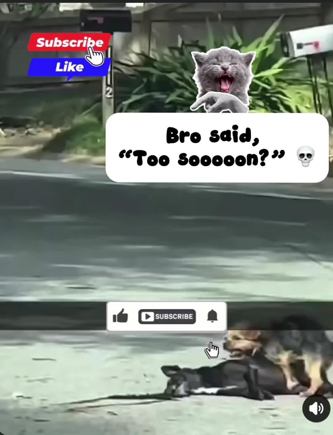 @VEILCLIPZ
