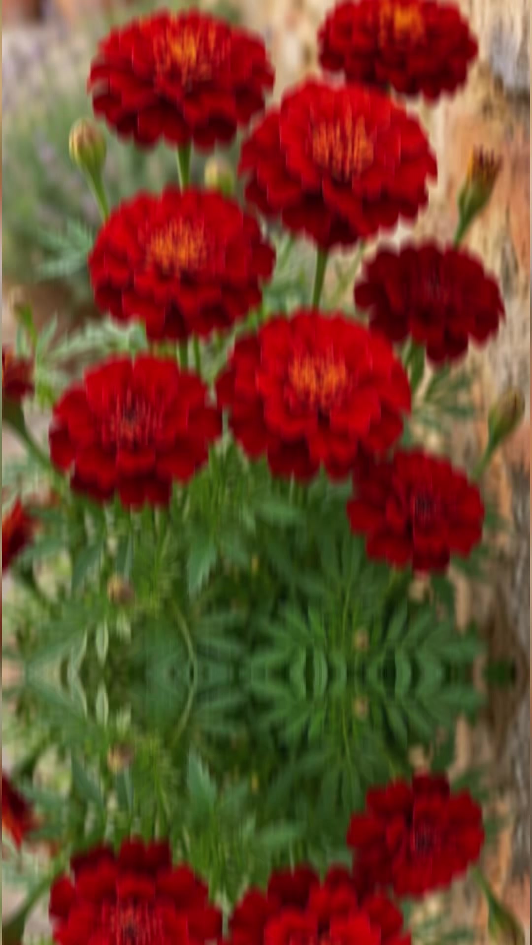 @DirghaTez Shrestha