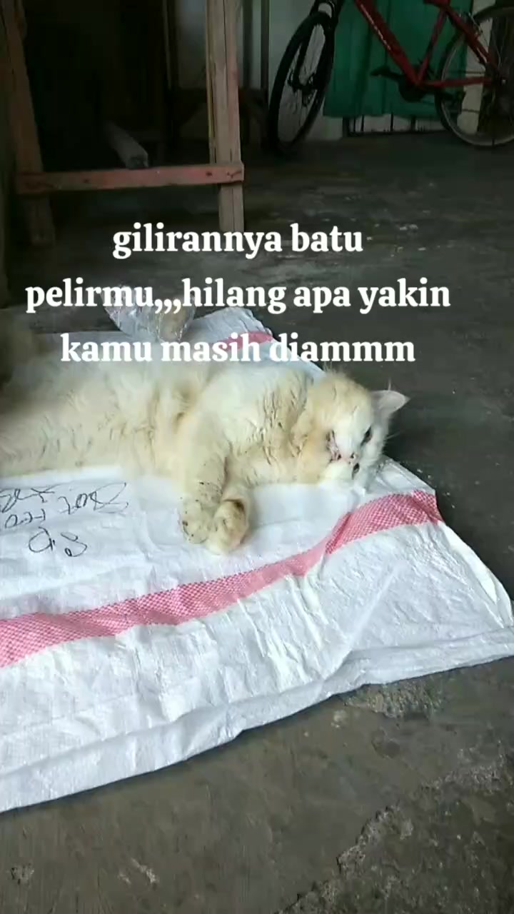 @surya and arya