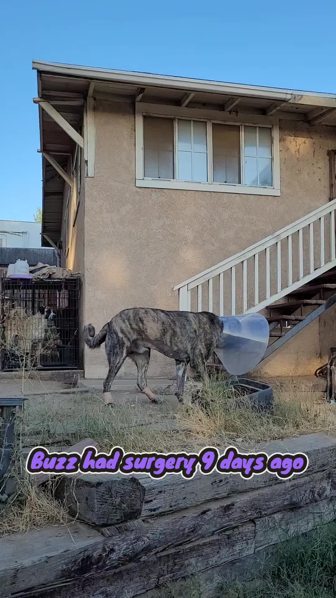 @VioletHorizonsFarm