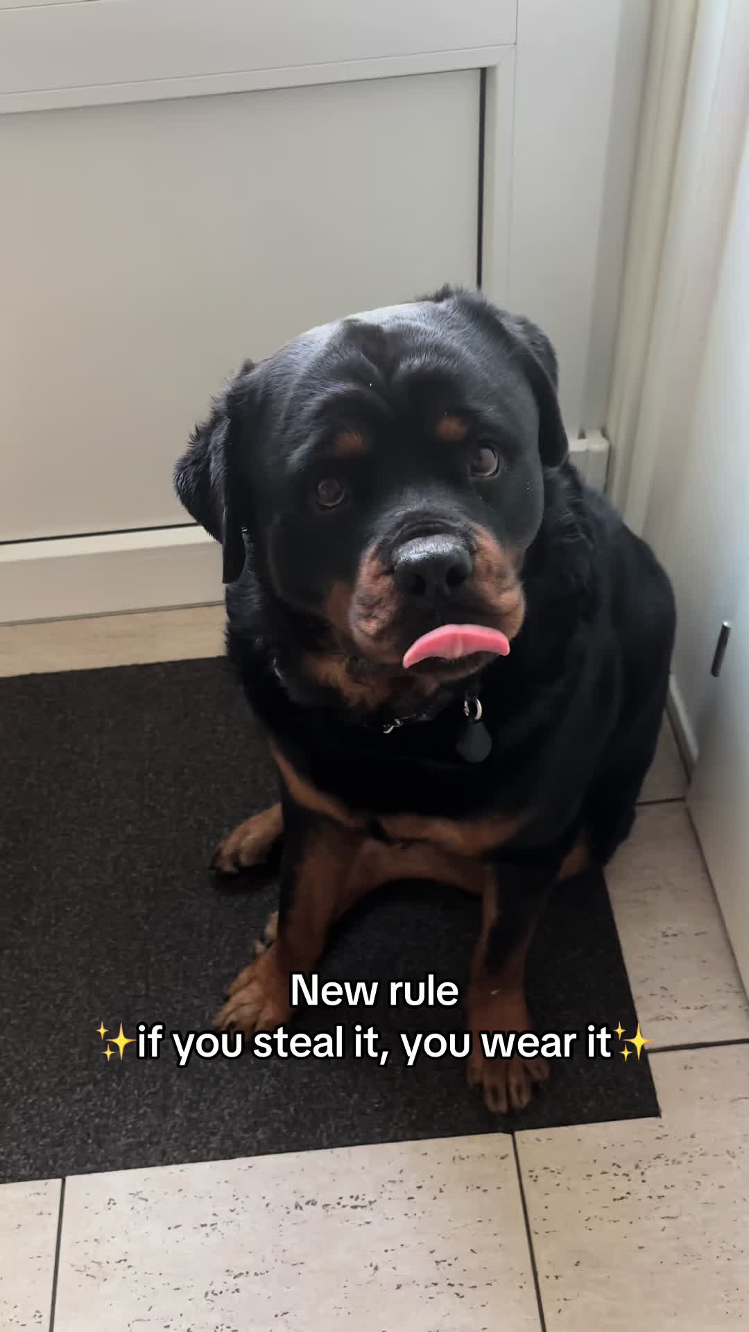@Dyce de rottweiler