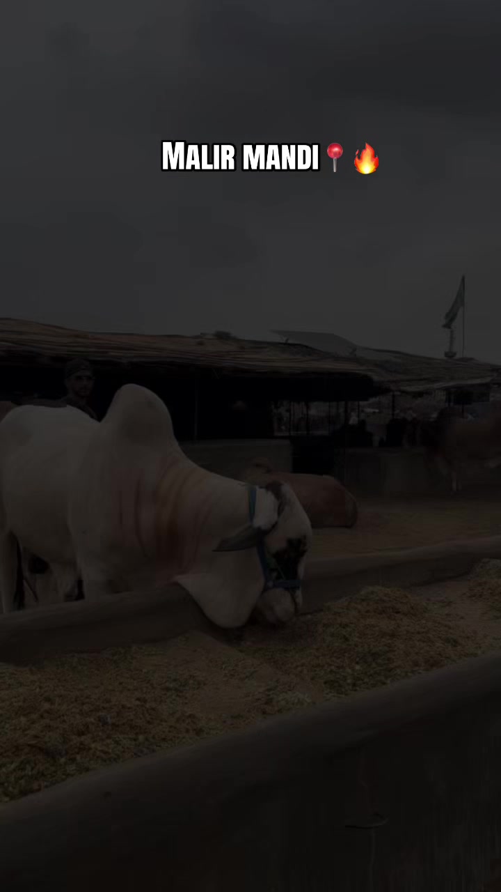 @Cattle_Guy&rsquo;s