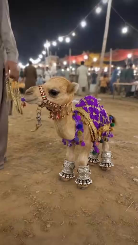 @MHaseeb
