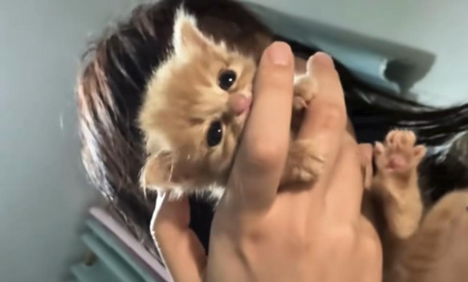 @catbosssss