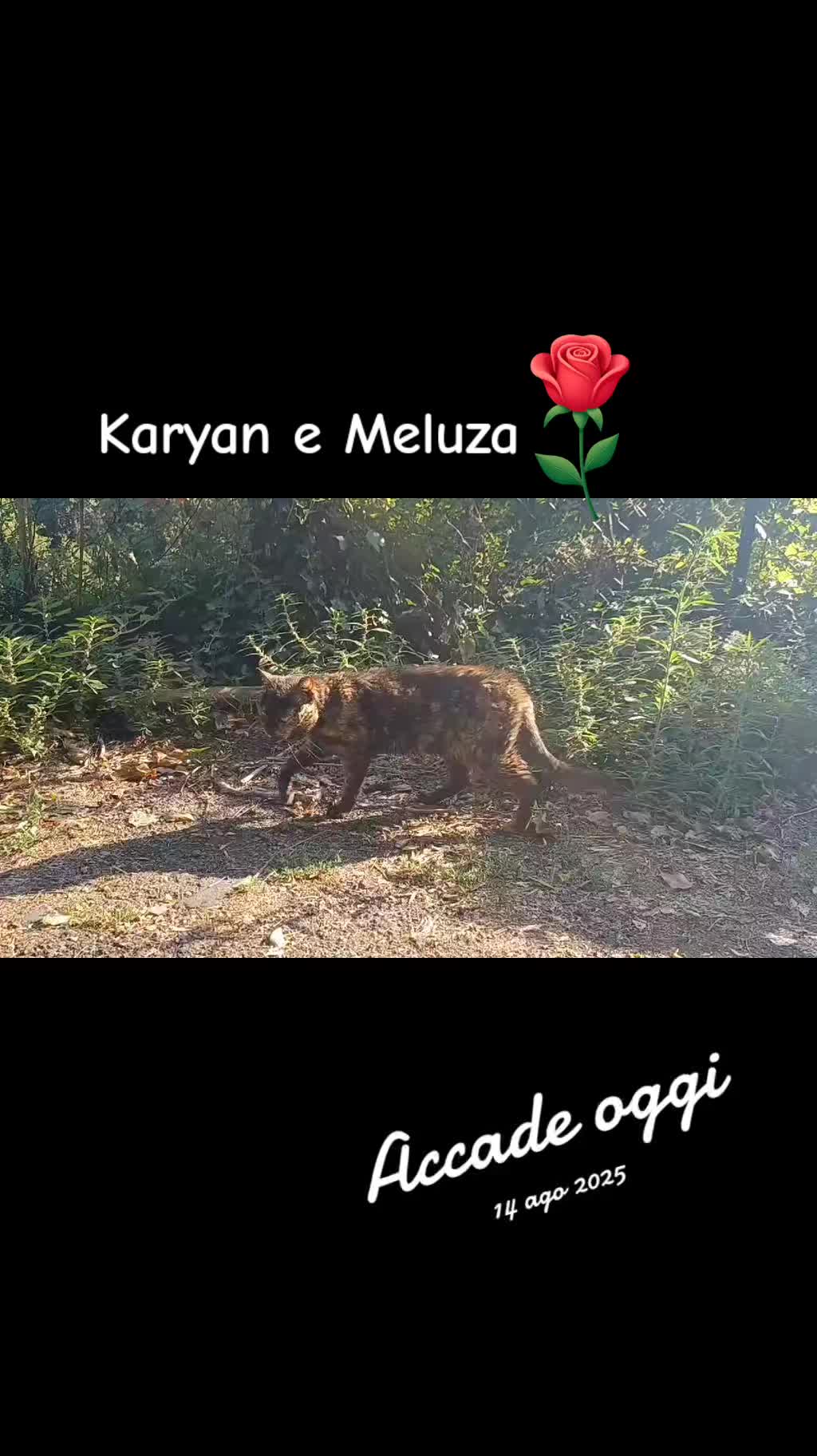 @amica dei gatti