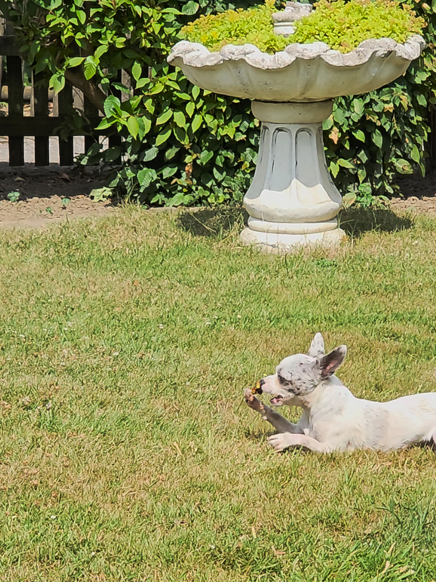 @Jerry_Coby_Chihuahua