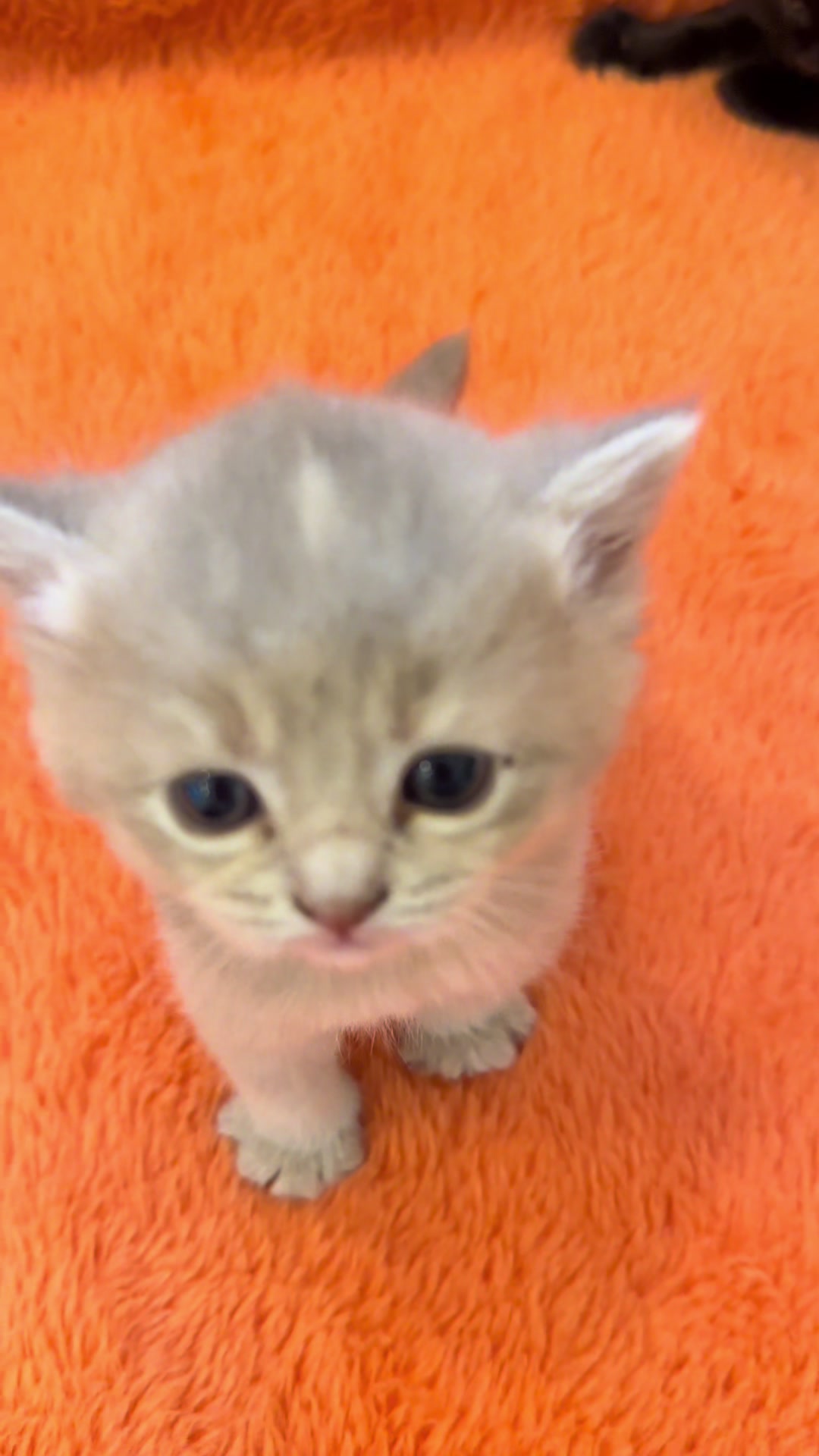 @cat.sheri.kittens