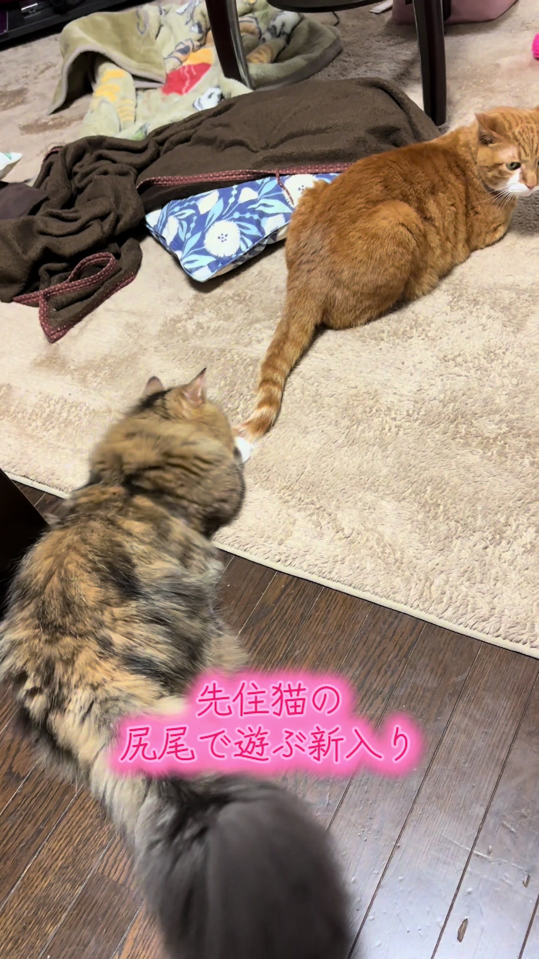 @ミヌエットのチャム