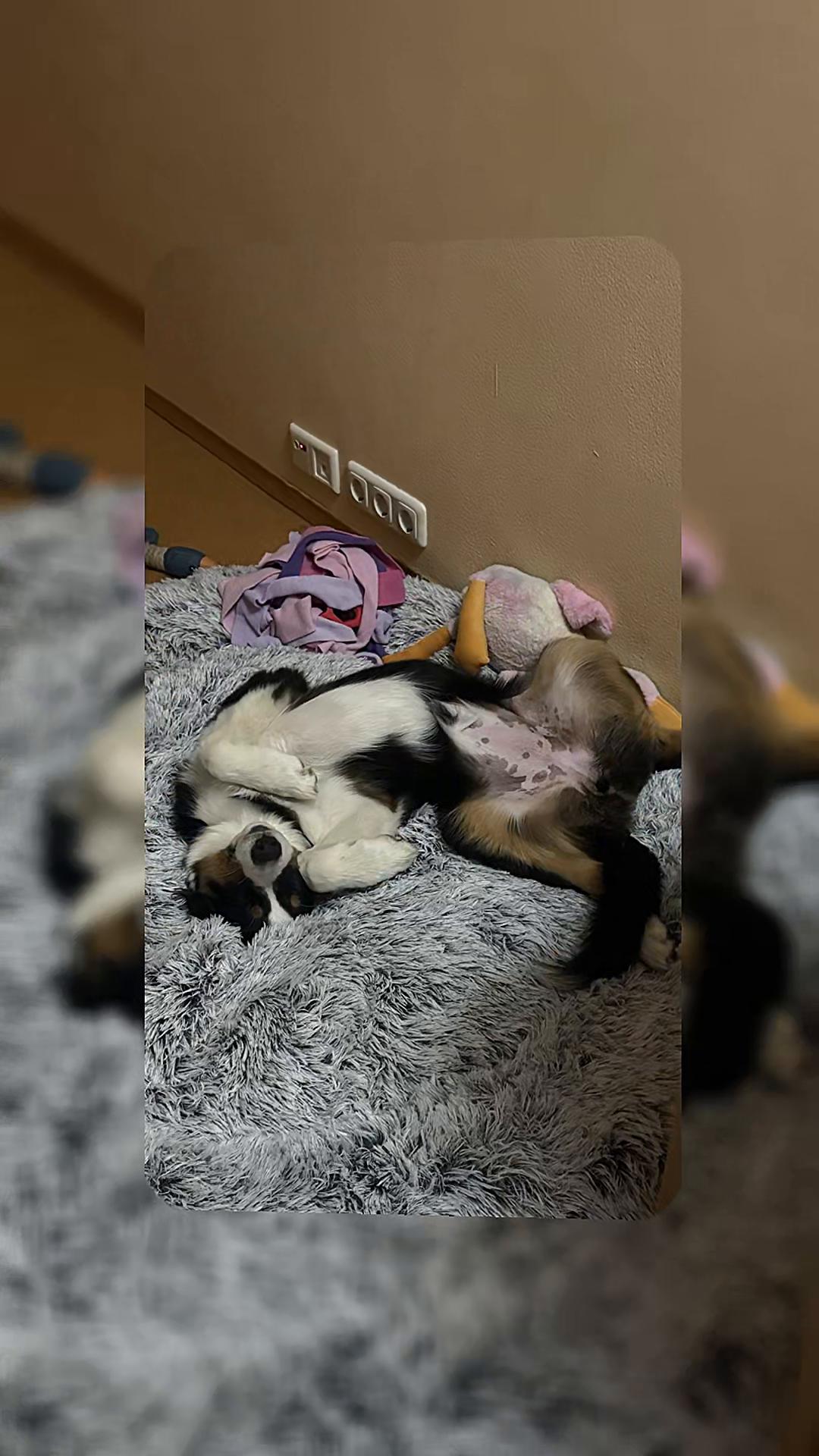 @🐕Di Ana🐕