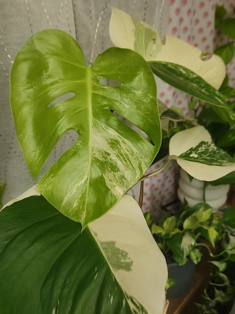 @✨️🌱lisa&bull;lila🌱✨️