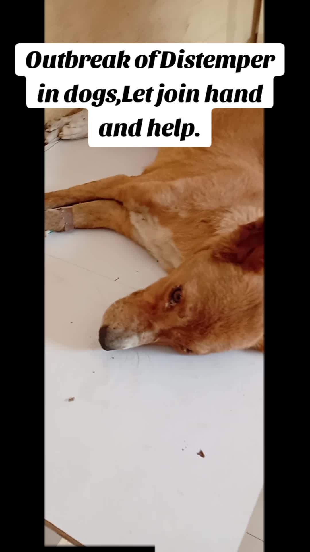 @Animal Welfare