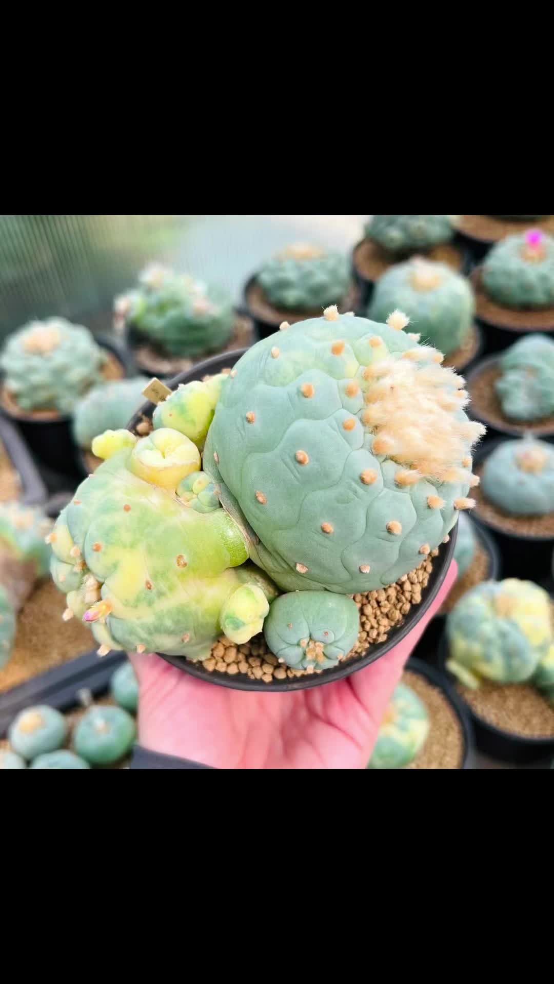 @Forest Lake Gardens