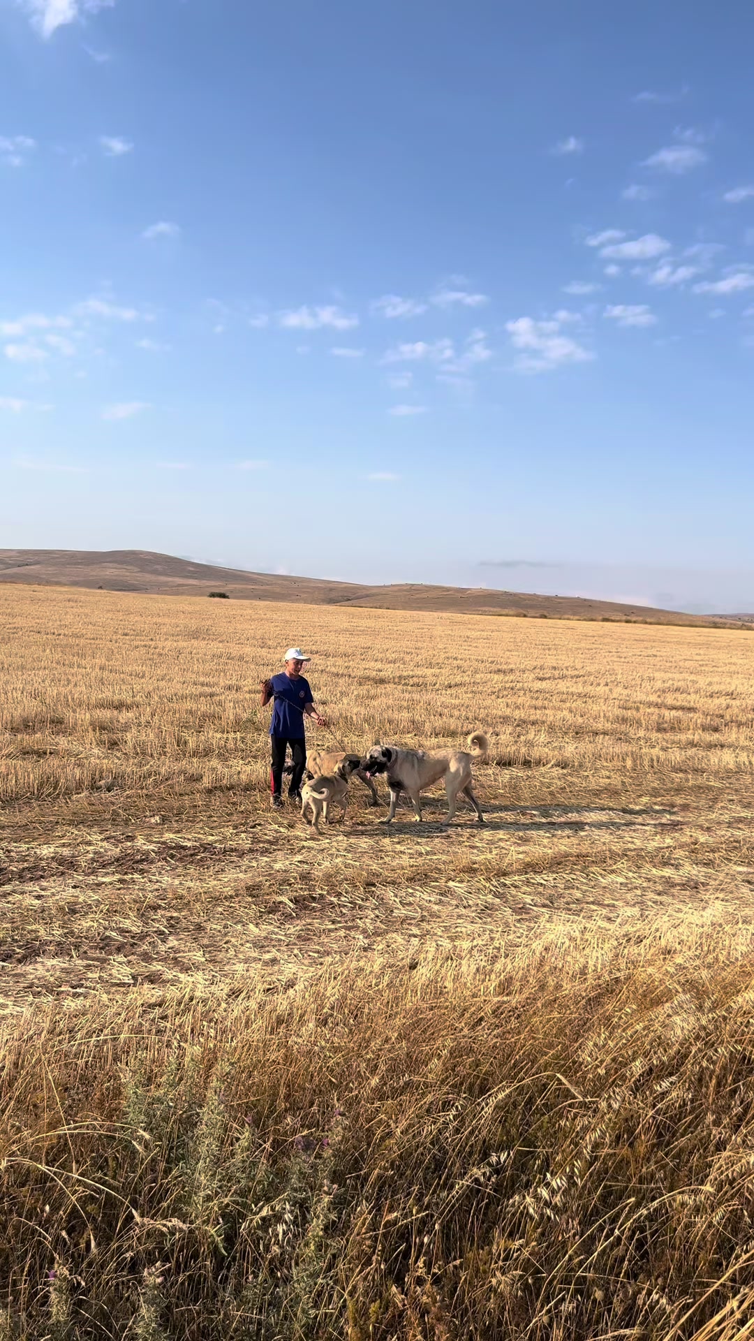 @🇹🇷Sivas Kangal Köpeği 🇹🇷