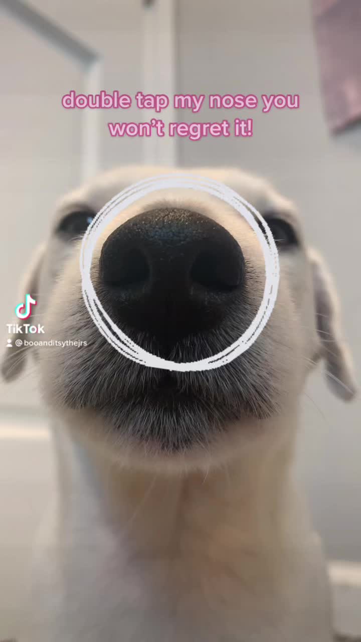 @A dog and his owner