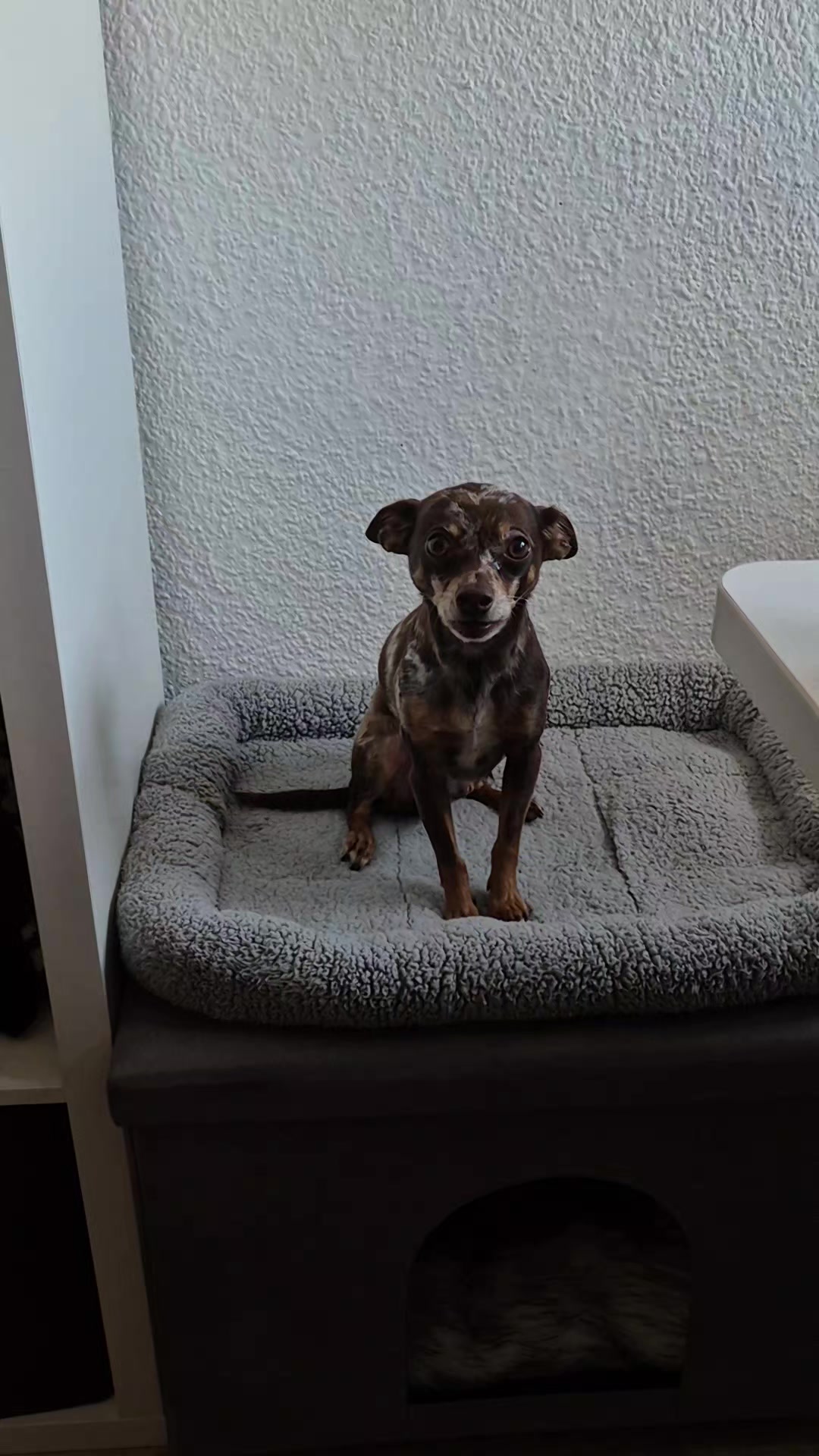 @SabrinaTeamWuffhaus🐕