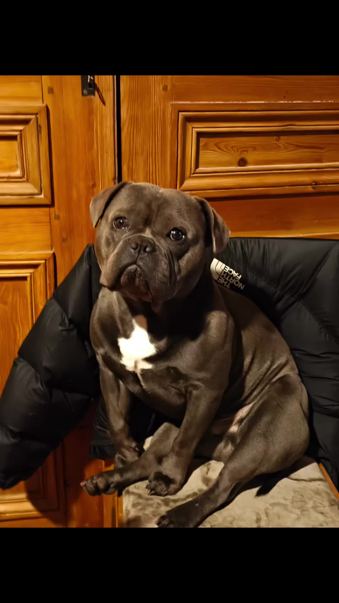 @Tyson américain bully🔥🐶