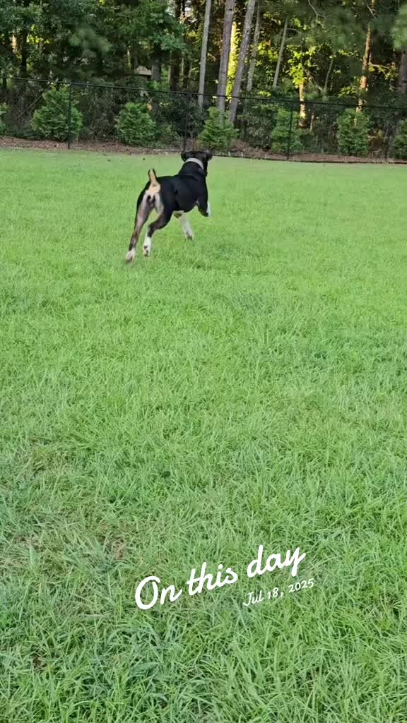 @Southern Shade Boerboels