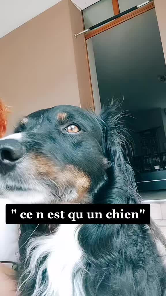 @les Reflets du Bonheur