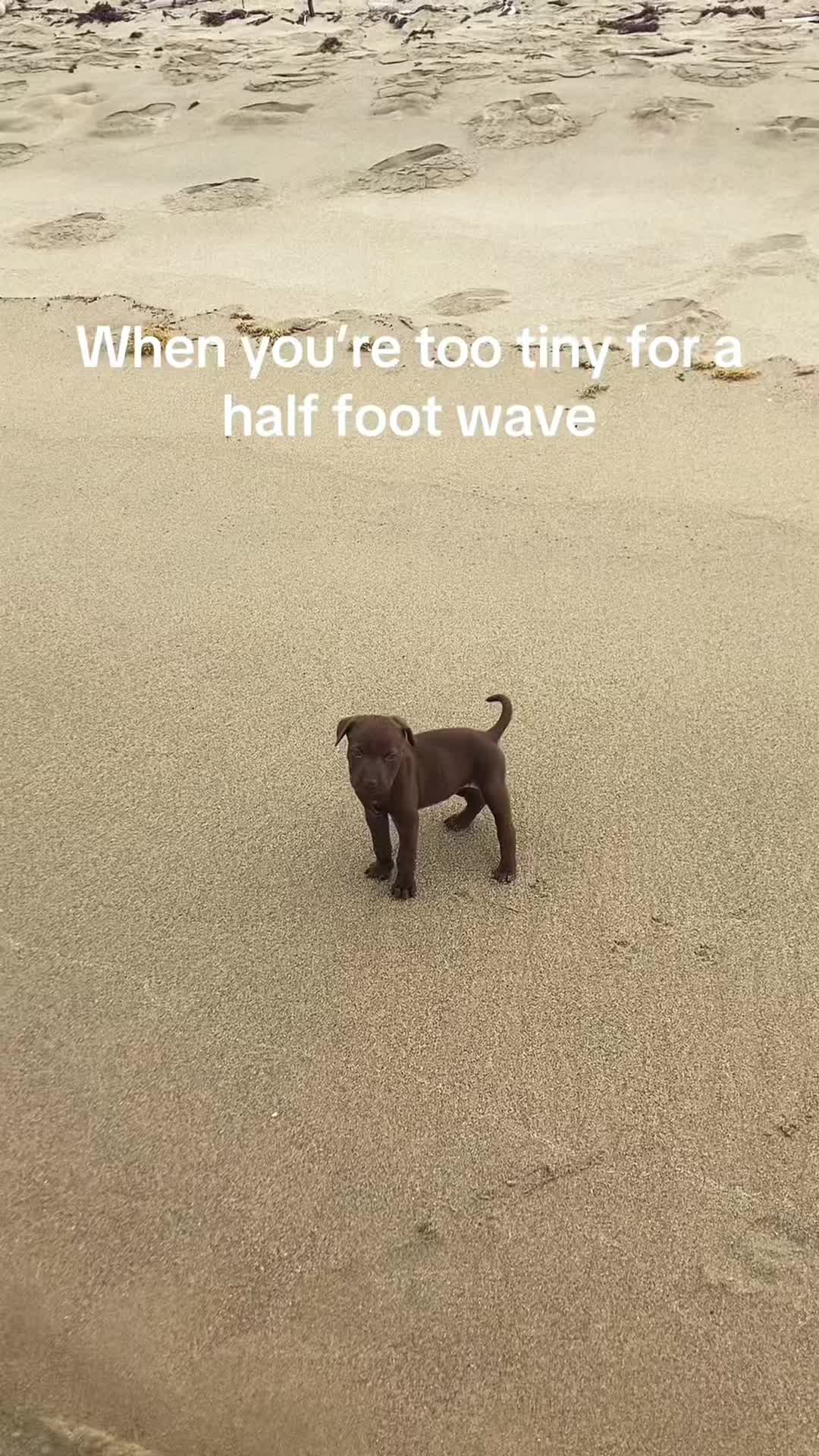 @cuteanimals472