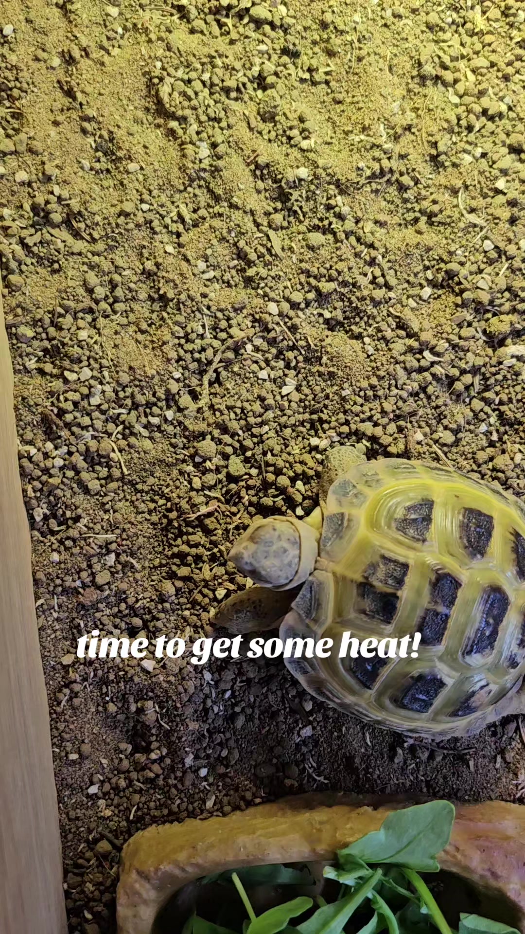 @speedy_the_tortoise