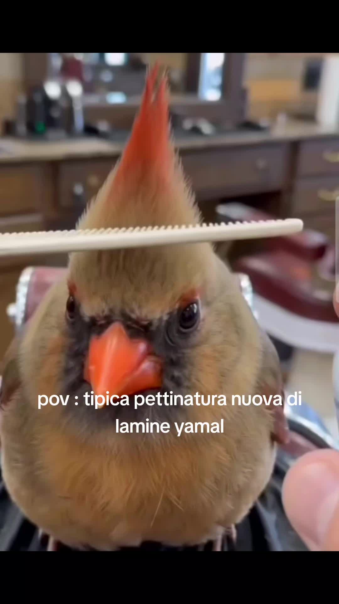 @ACE