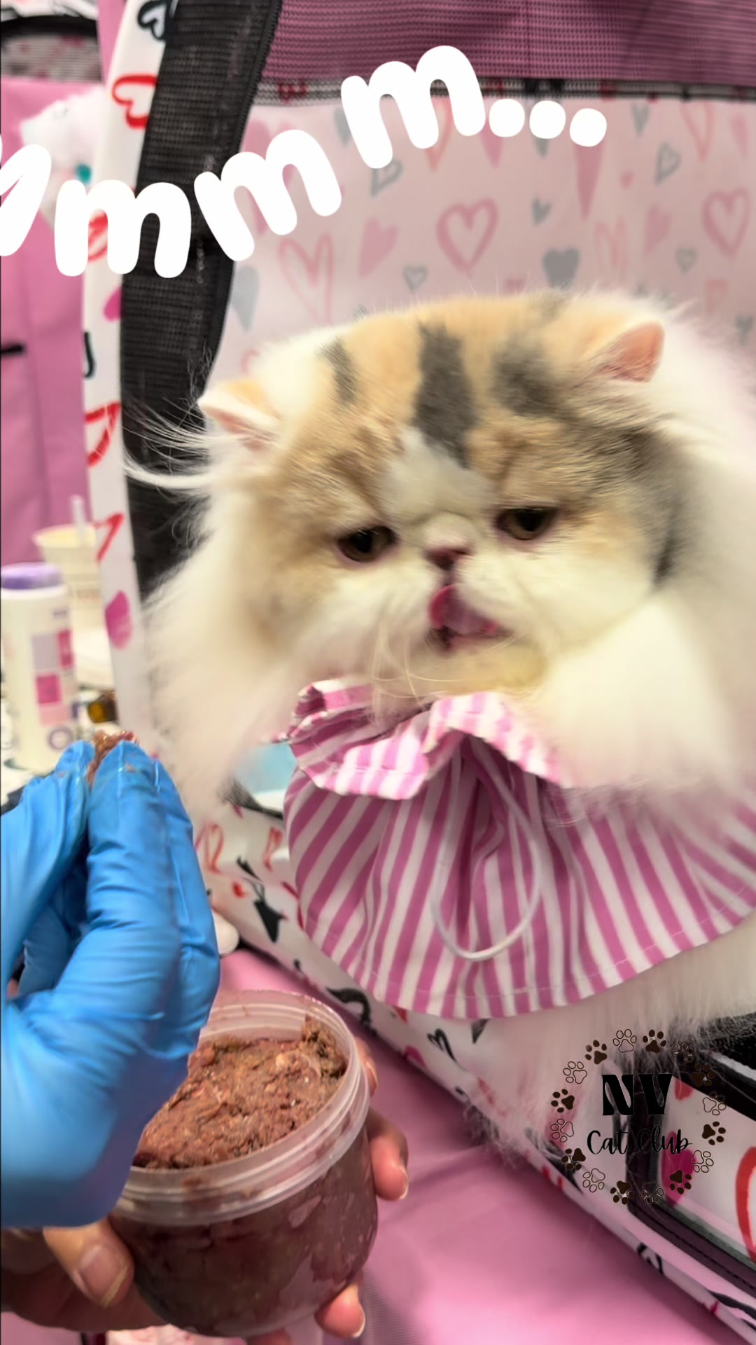 @NewVisionCatClub