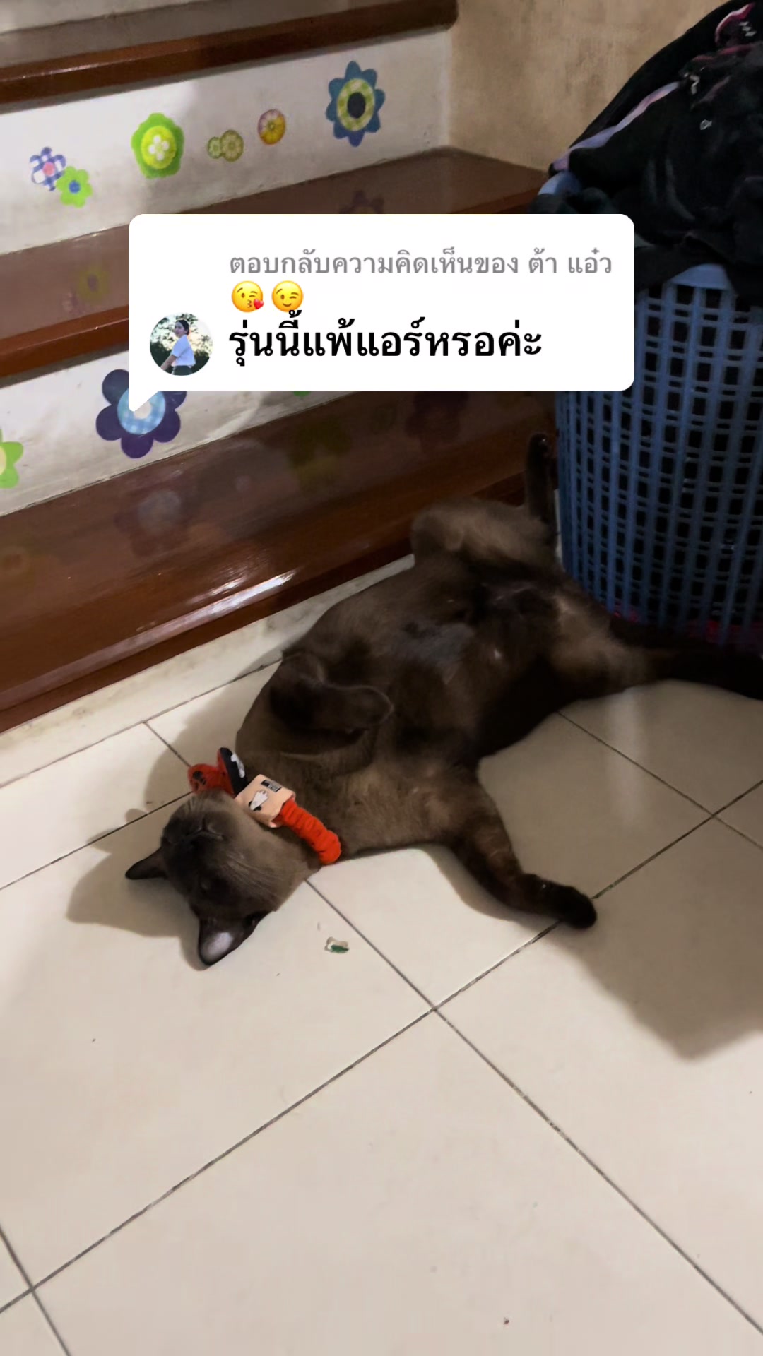 @White.black.orange.cats